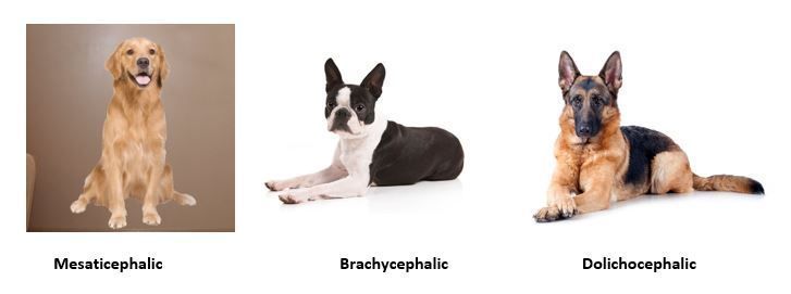 Dolichocephalic hot sale dog breeds